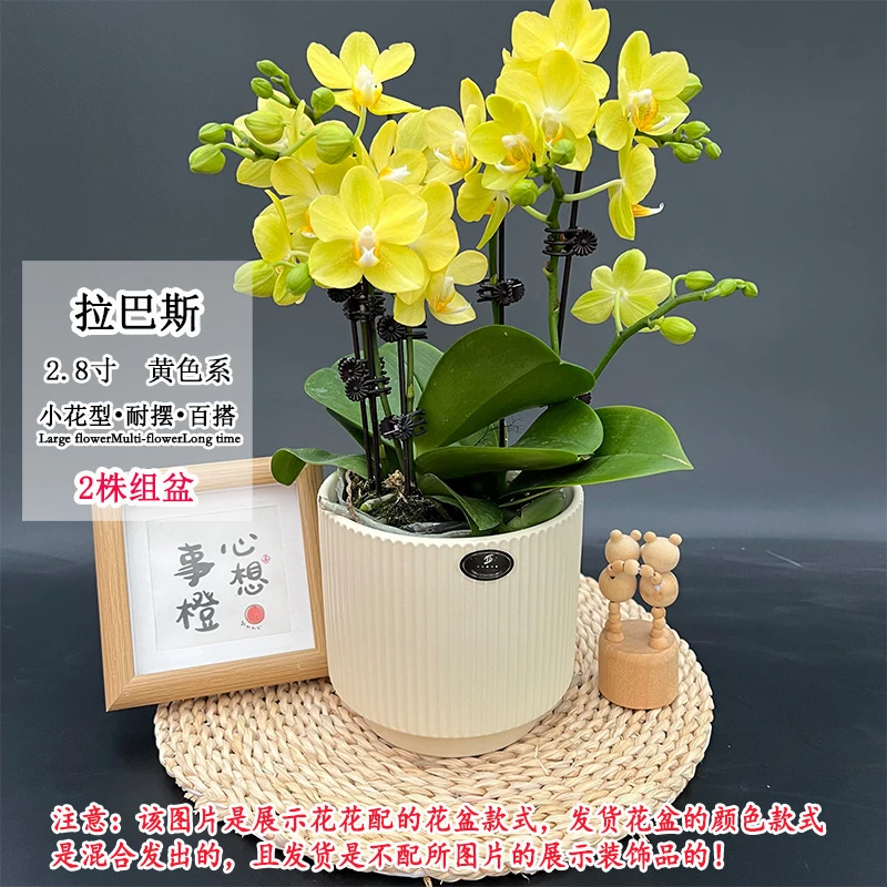 拉巴斯斯欧品蜡质蝴蝶兰带轻微瑕疵室内客厅桌面好养绿植花卉