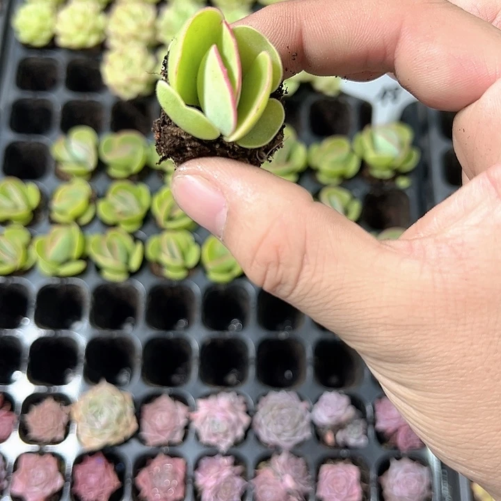 日系白眉 满10颗包邮