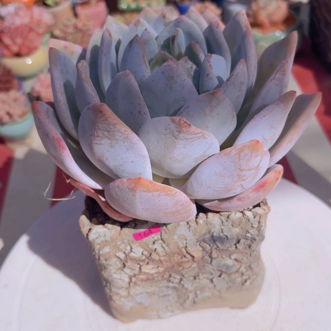 语*一物一拍编号164