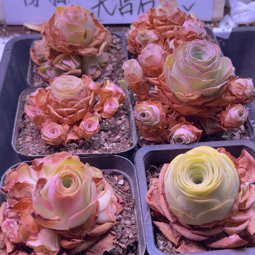 801 山地玫瑰一物一拍无售后