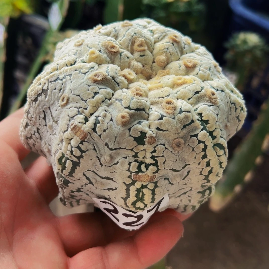 无花朵海星大微兜227