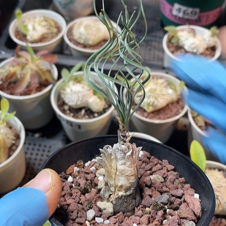 008Gb保温弹簧草块根