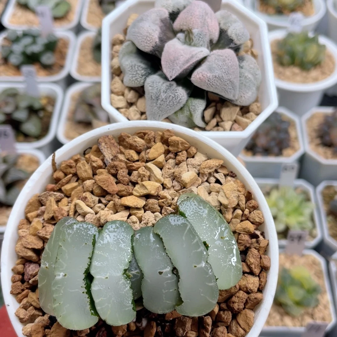 她****啊16专拍2颗。