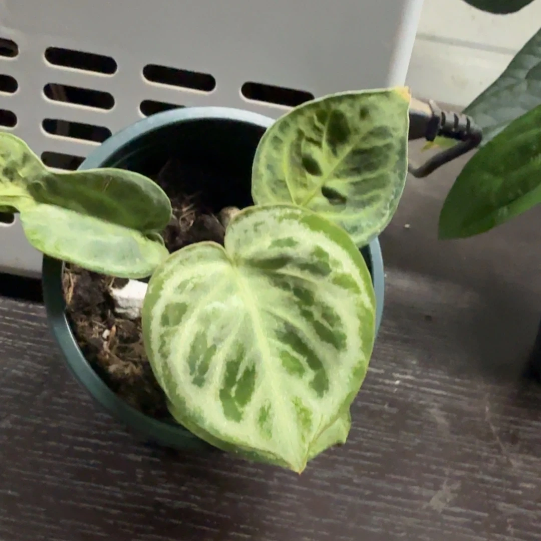 无花朵铜锣烧花烛