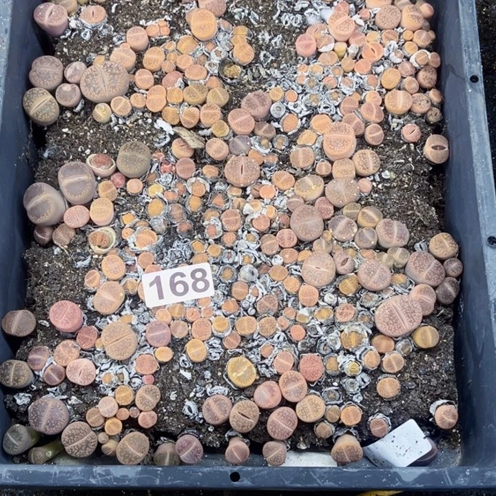 168 生石花一物一图如图