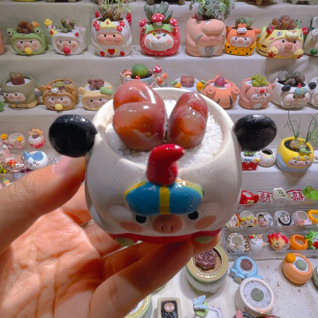 021高端多肉带盆土一套48