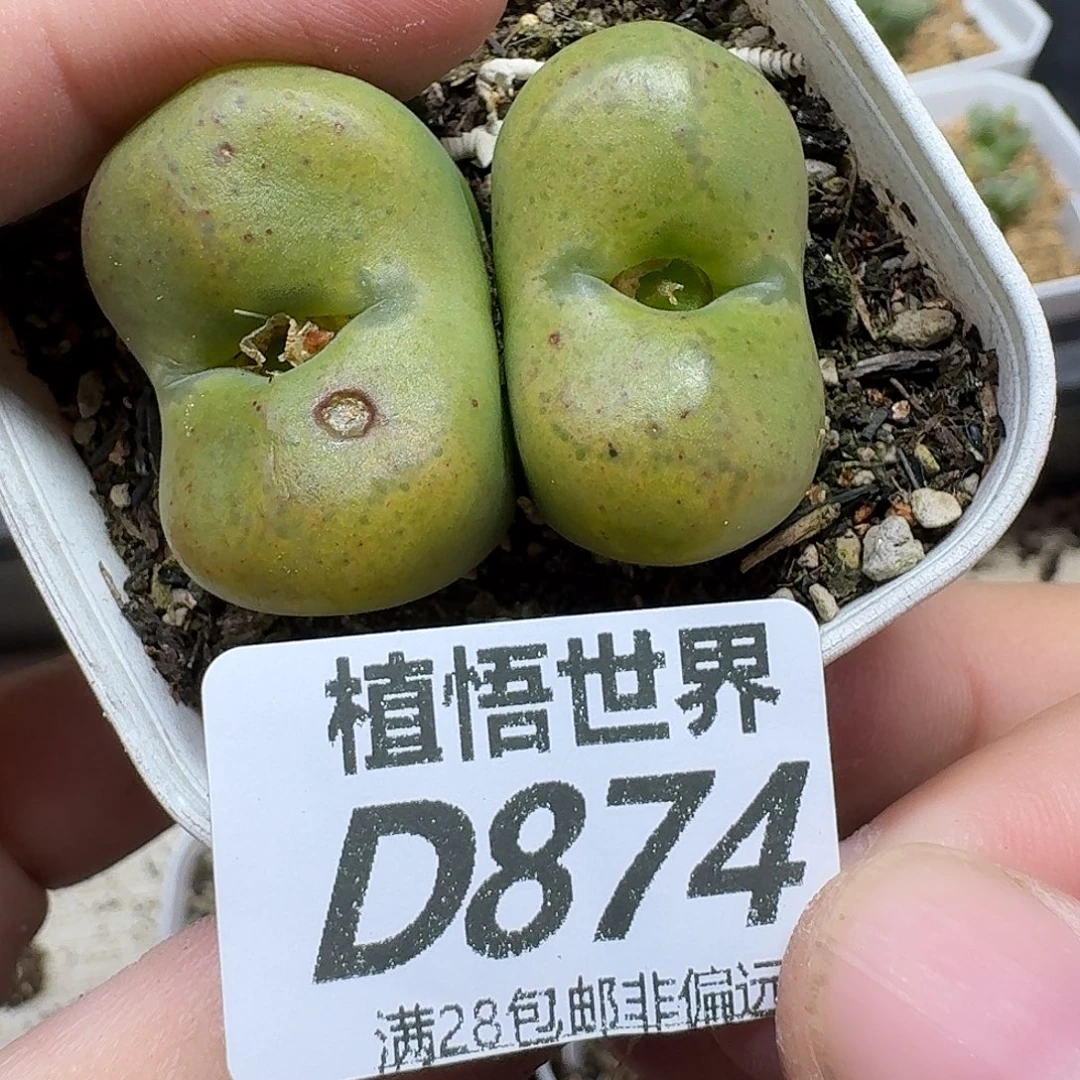 多肉植物的人生fgbn