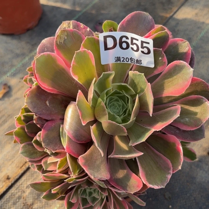 瑞妈多肉植物655