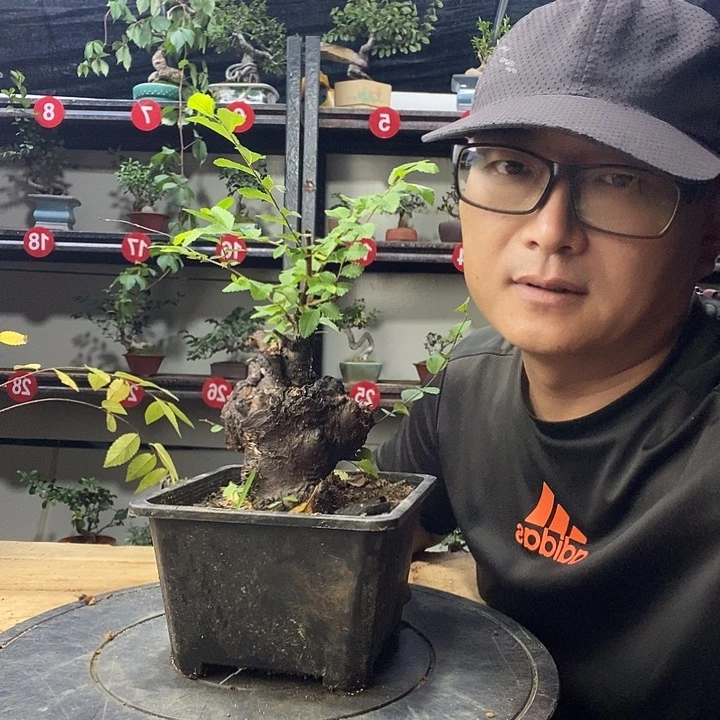 苍***途无花朵小叶榔榆一个