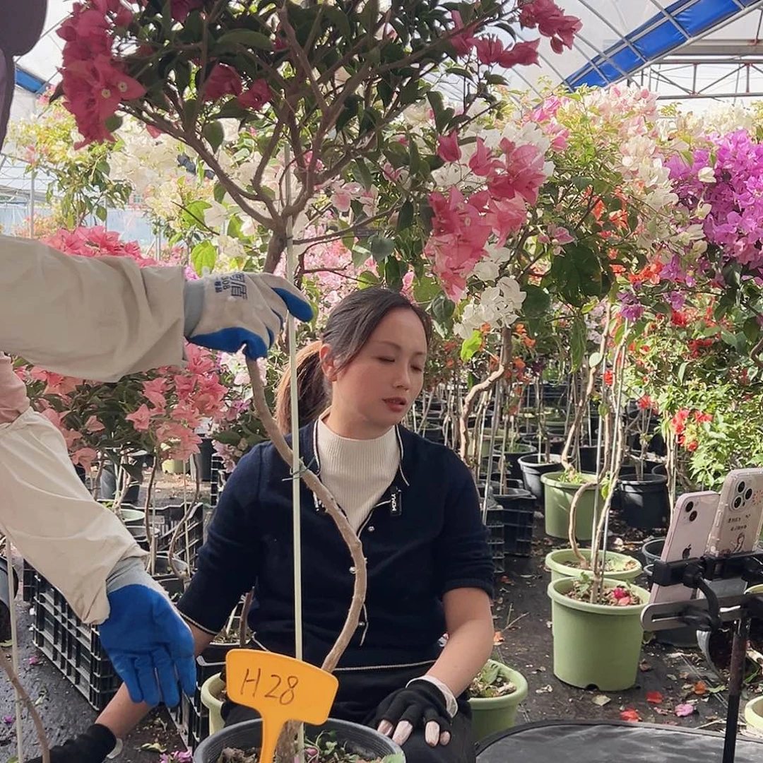 阿***H大部分花苞少量开放H28卡亚塔
