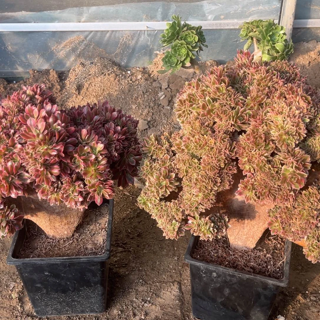 鲜花绿植一物一拍