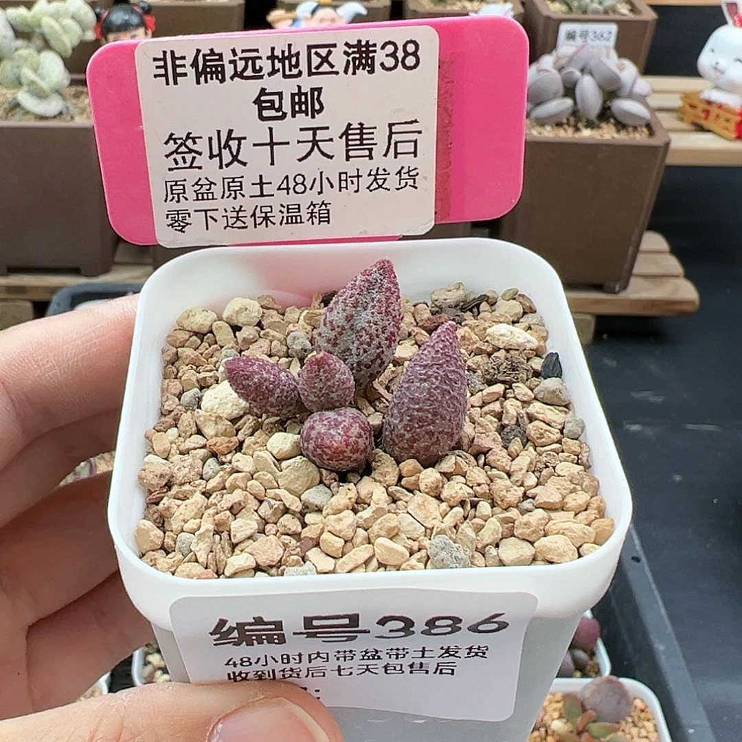 386 香云多肉植物