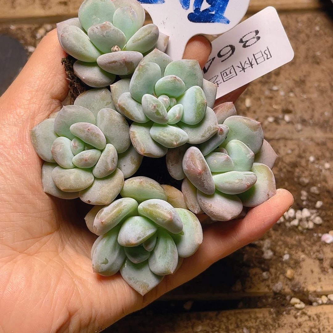 量拍多肉植物多肉植物864