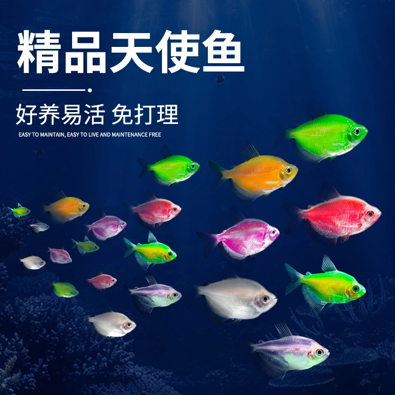 顺丰快递  3-4cm中号天使鱼    要有过滤