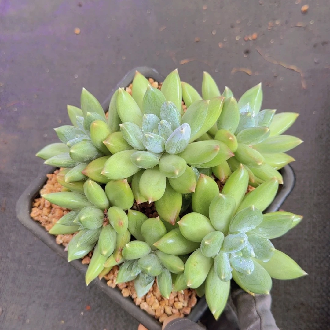 蓝***空蓝色天空姐姐多肉植物