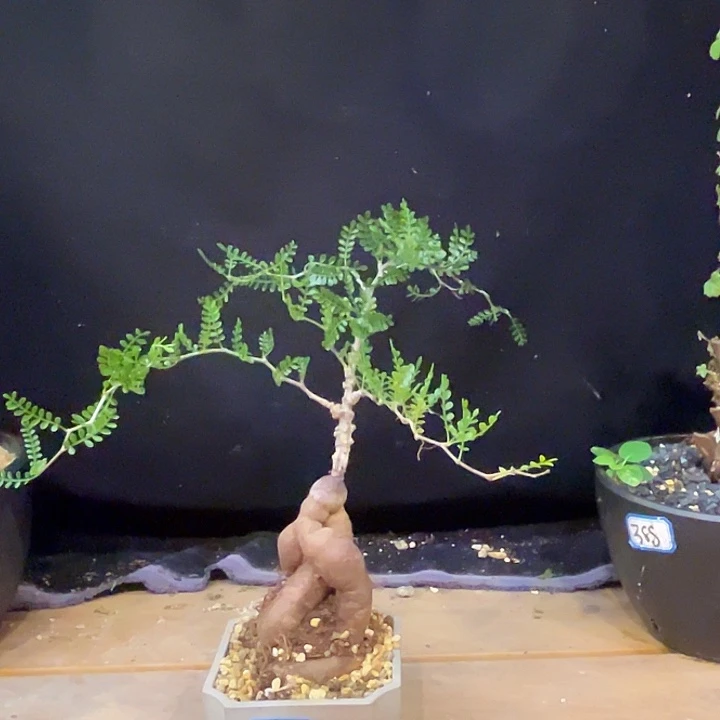 汤圆植物象足漆树哈
