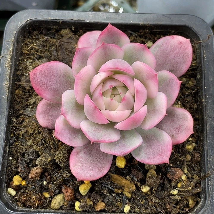 粉水晶一物一拍锦龙