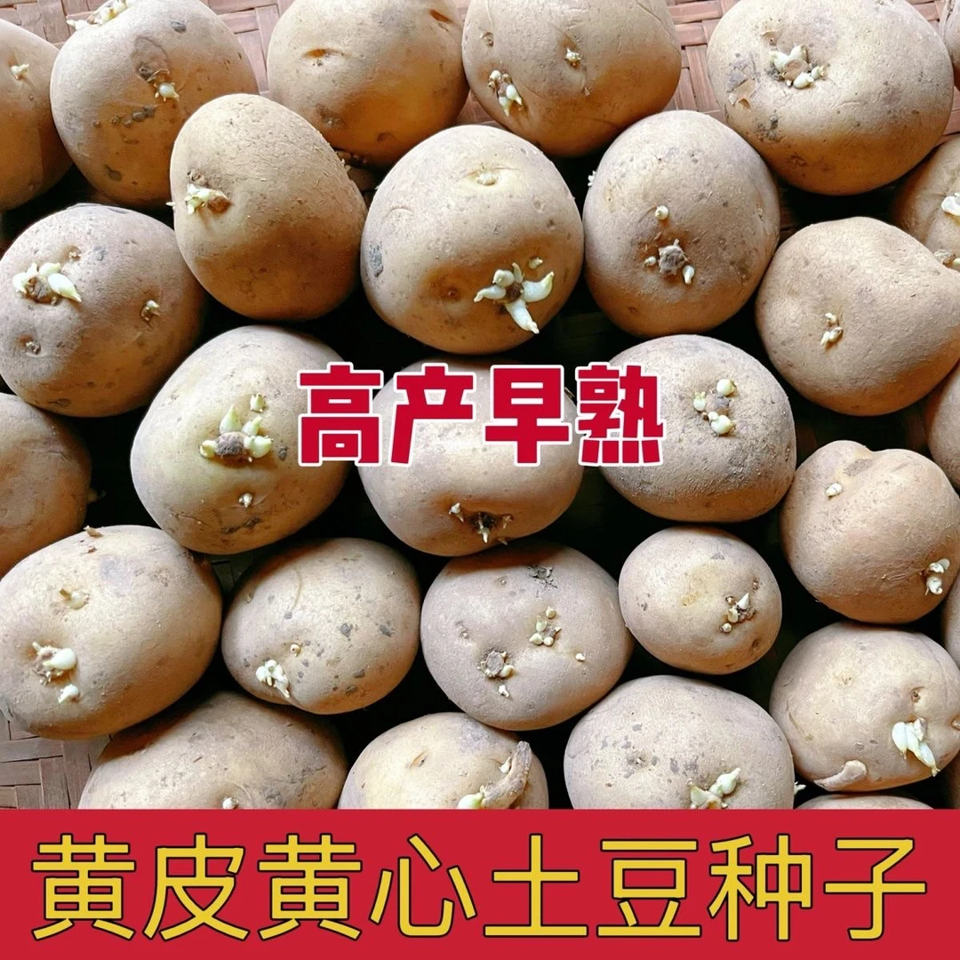 云南黄皮黄心土豆种子可盆栽催芽高产早熟黄心黄皮土豆马铃薯种子