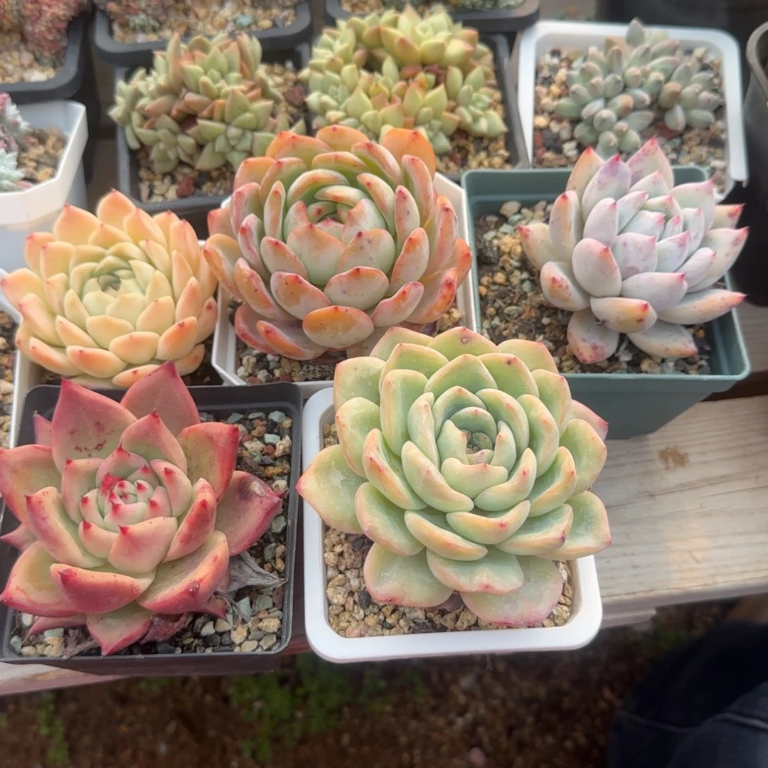 一组五颗大单头五十包邮