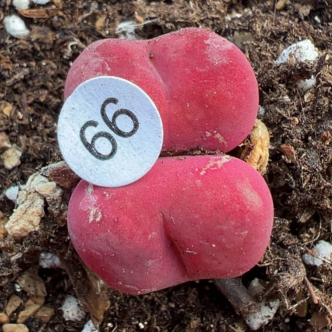 多肉植物111111111111111