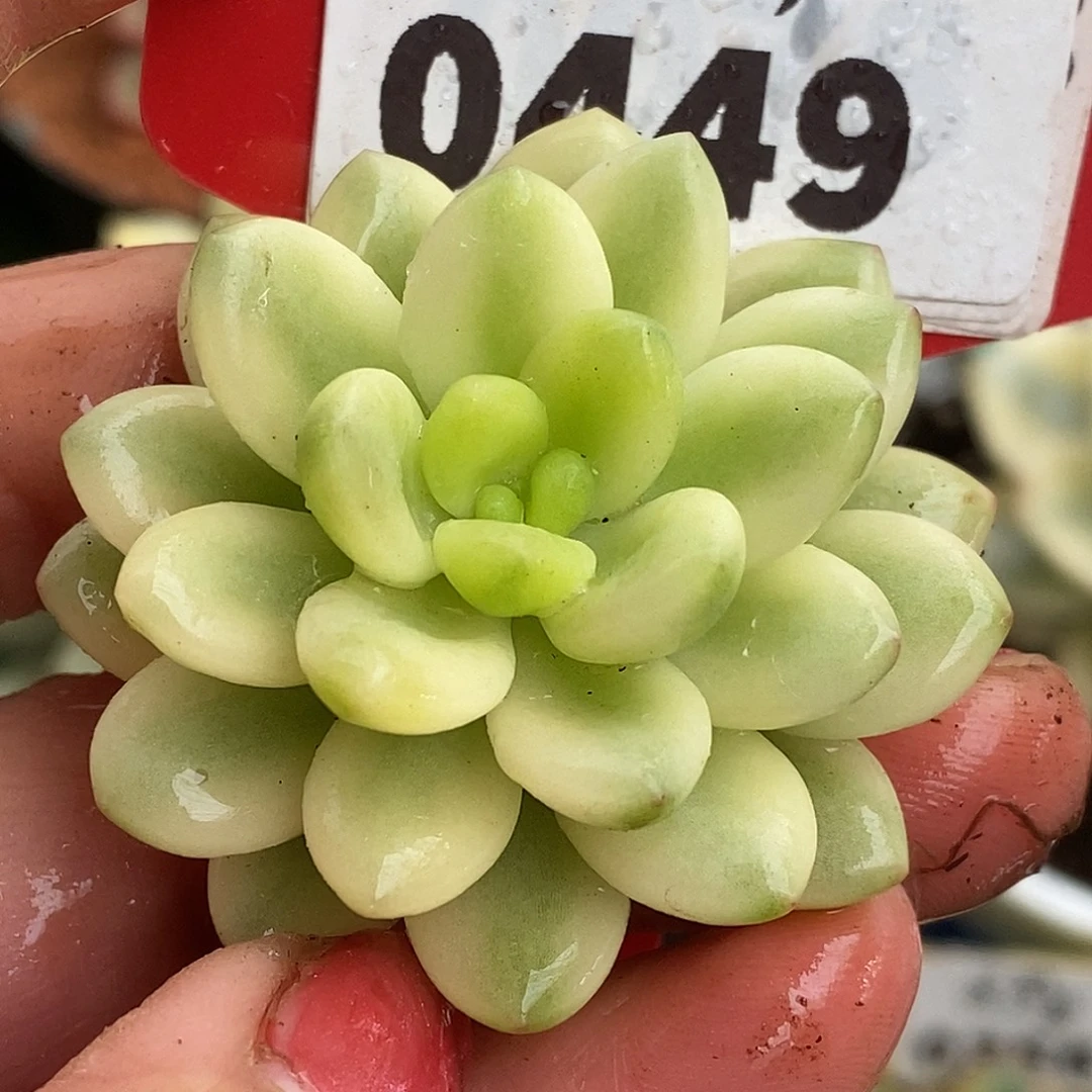 449头盖香格里拉哈哈哈哈哈