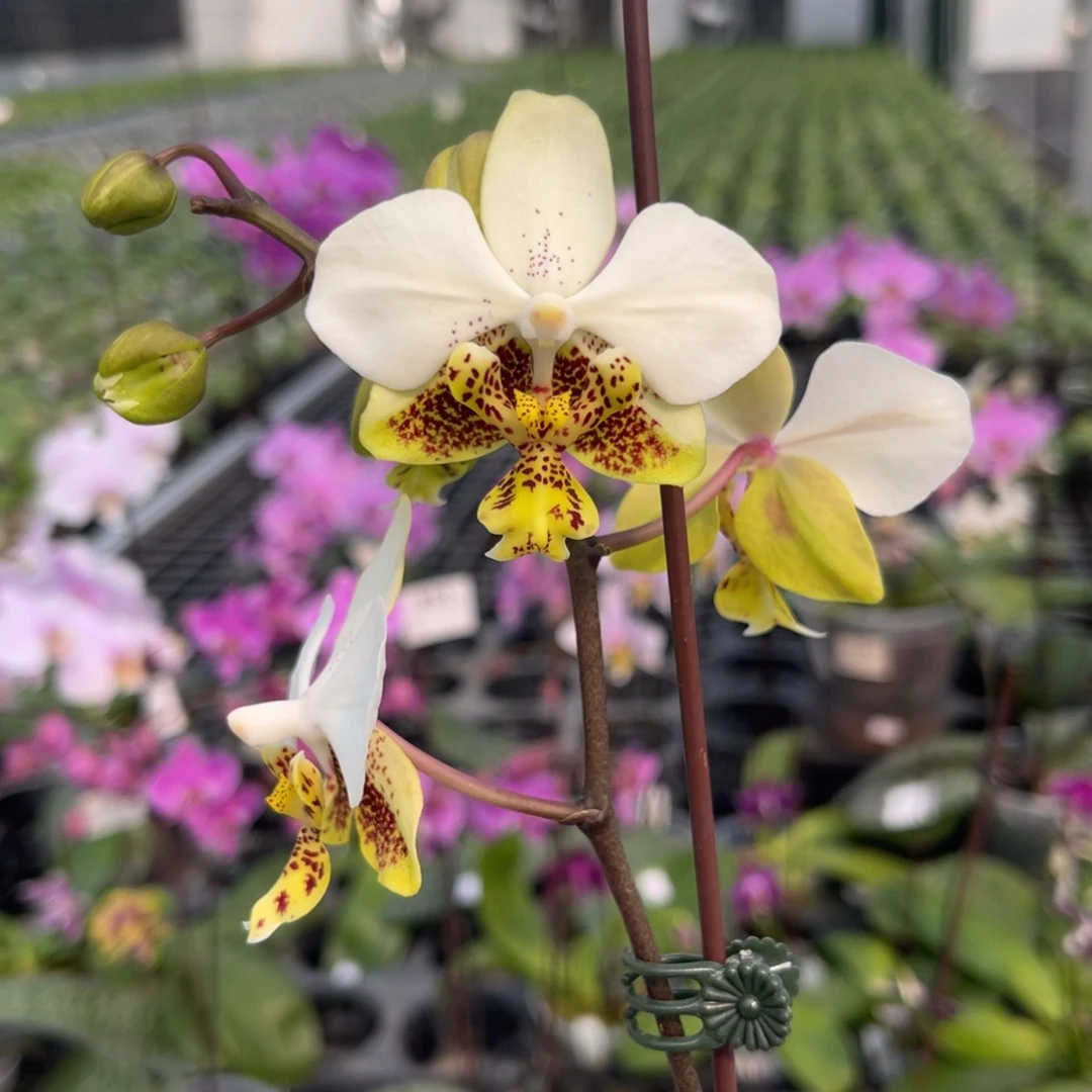 大部分花苞少量开放编号841史塔基