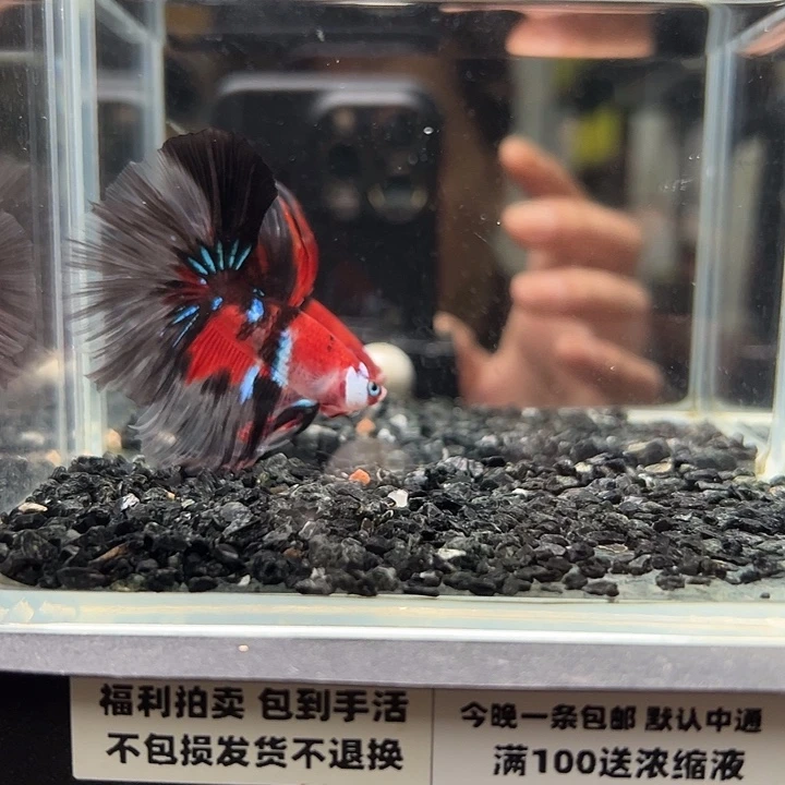 斗鱼跑单拉黑13日2