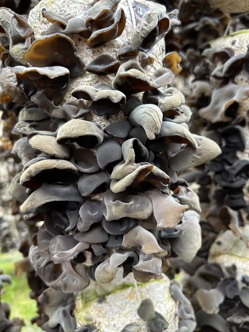 山里妹新干木耳菇