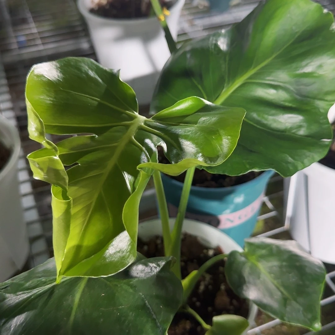 全部花朵拿**拿龟背竹一物一拍