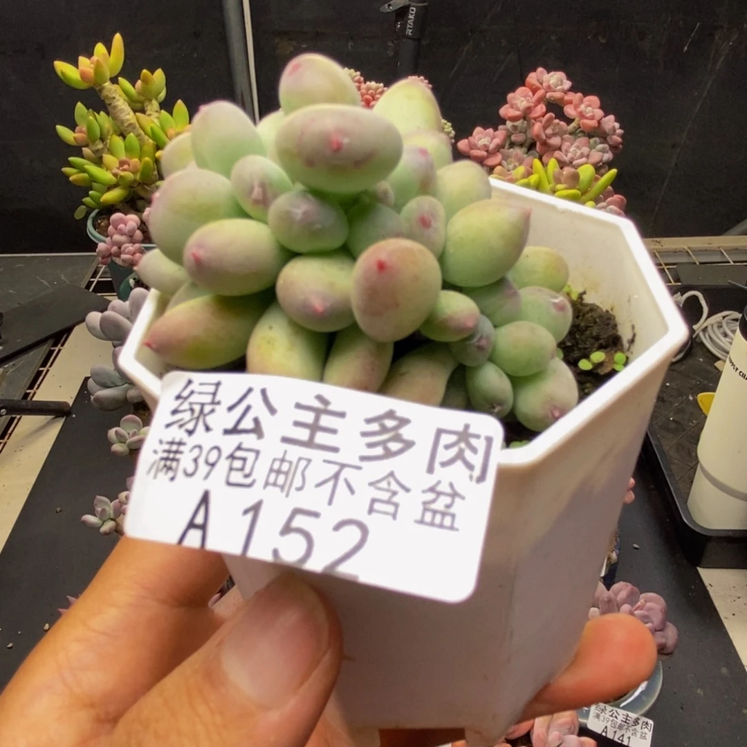 152苹果奶四代多肉6c m