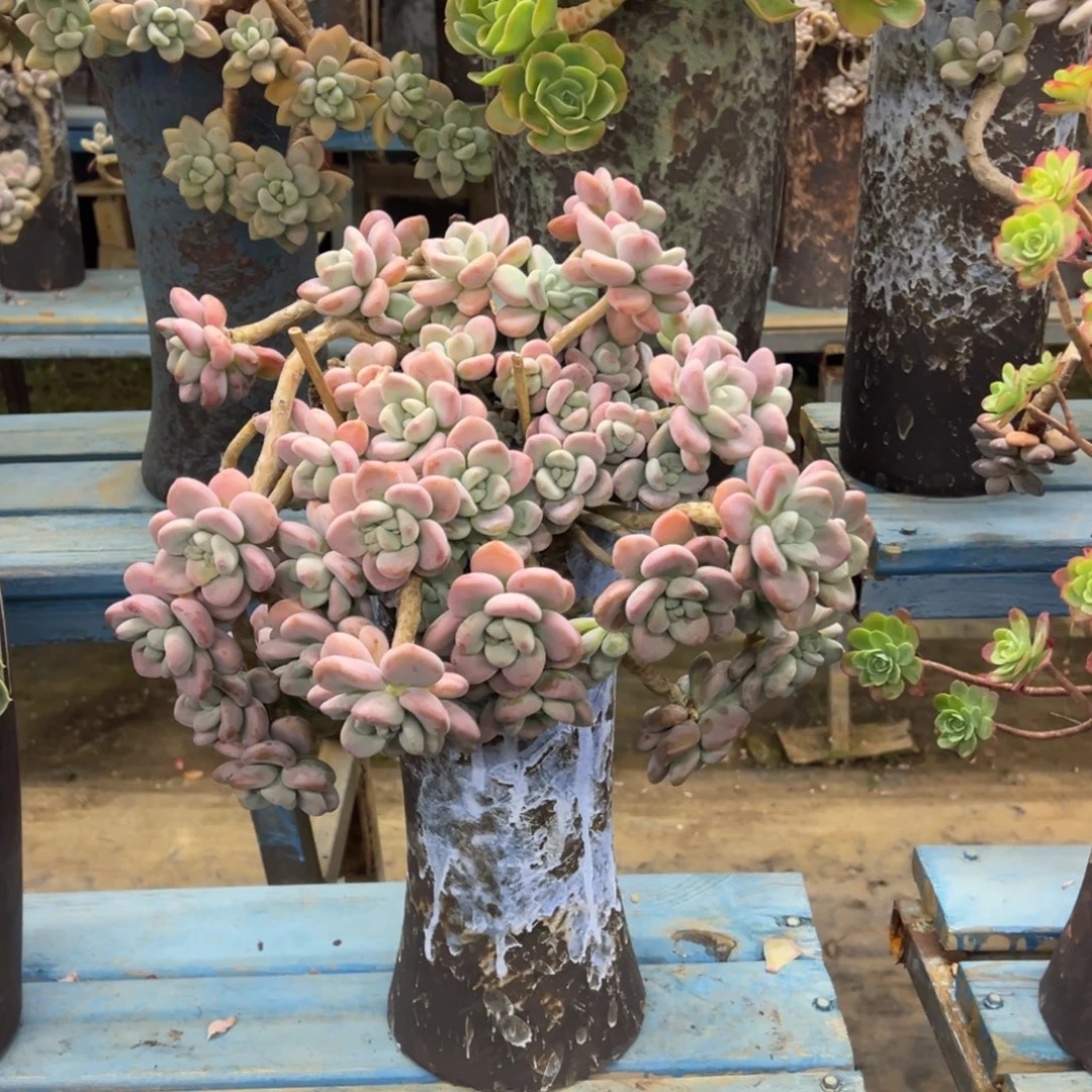 精品红洛神妖桩 裸肉