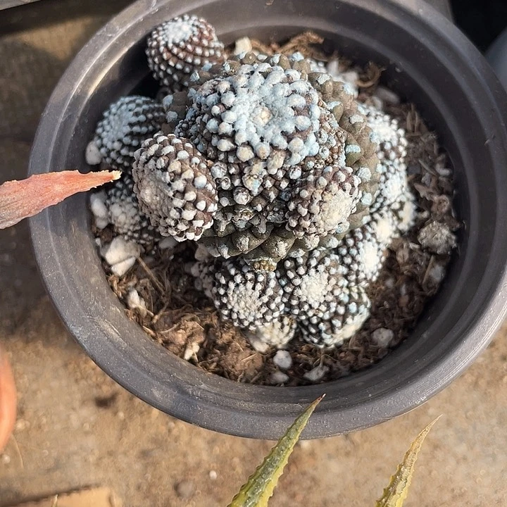 石生根莫蝶满25包邮