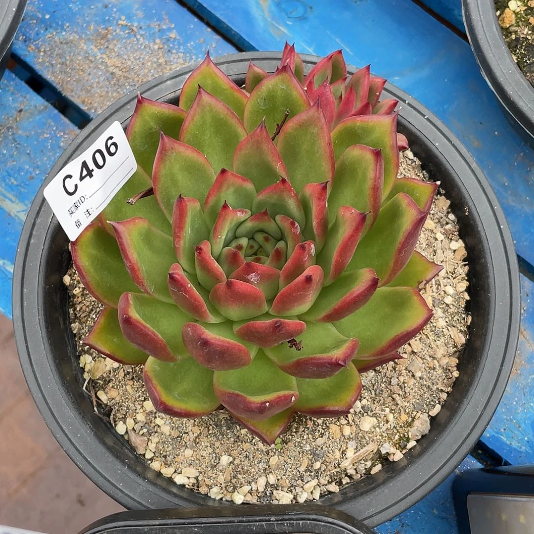 若如东云单拍C406