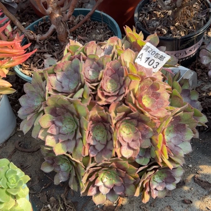 满20包邮，103赤焰莲