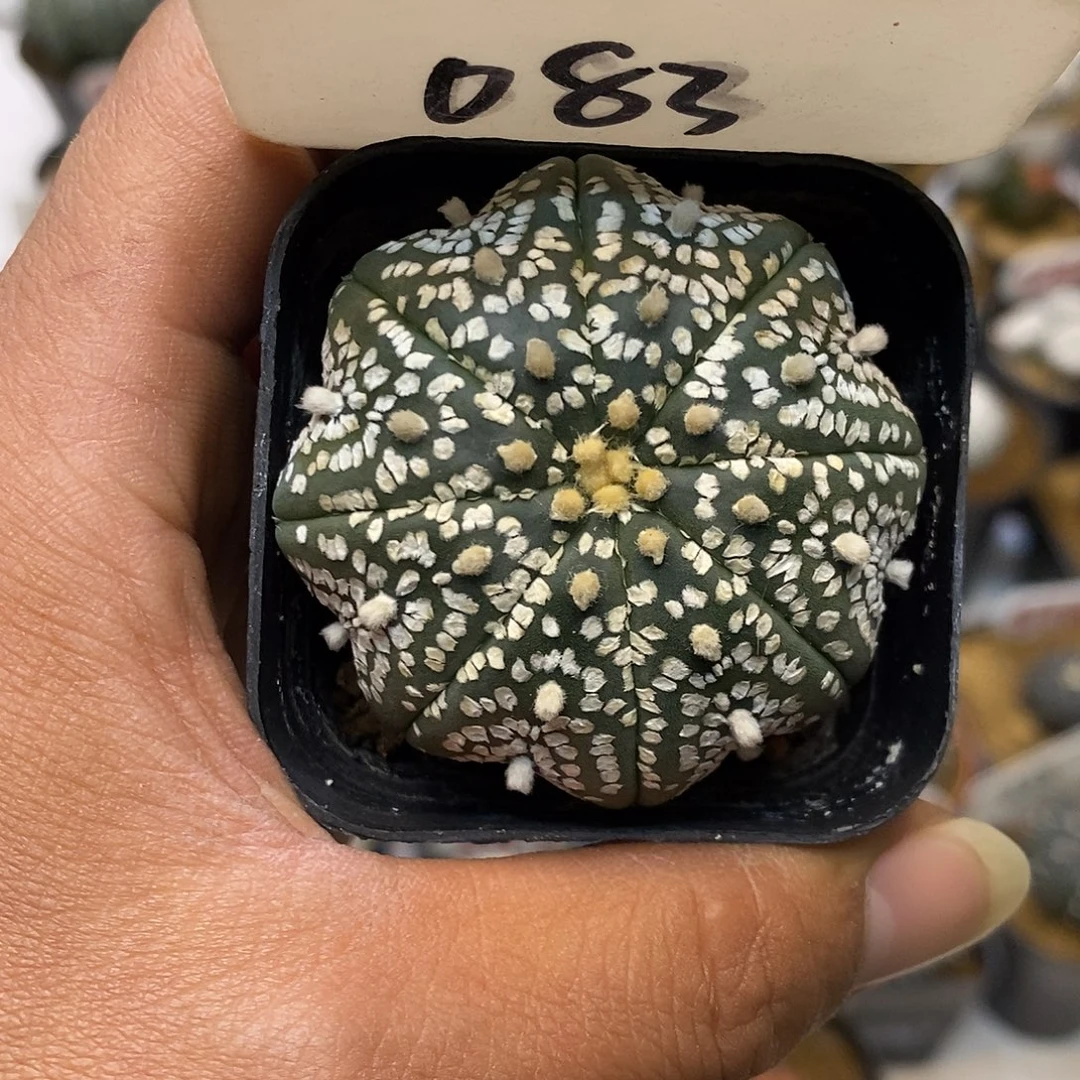 083福利特价来了特价咯