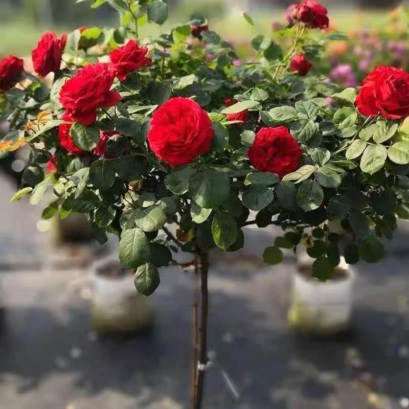 新品红色树桩棒棒糖四季开花植物红色欧月树桩阳台花卉盆栽玫瑰