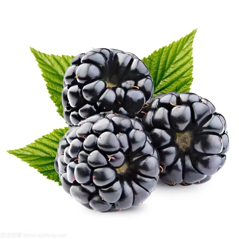 kara tut pasil miwilaydigan malinna kuqat黑莓苗25-30公分