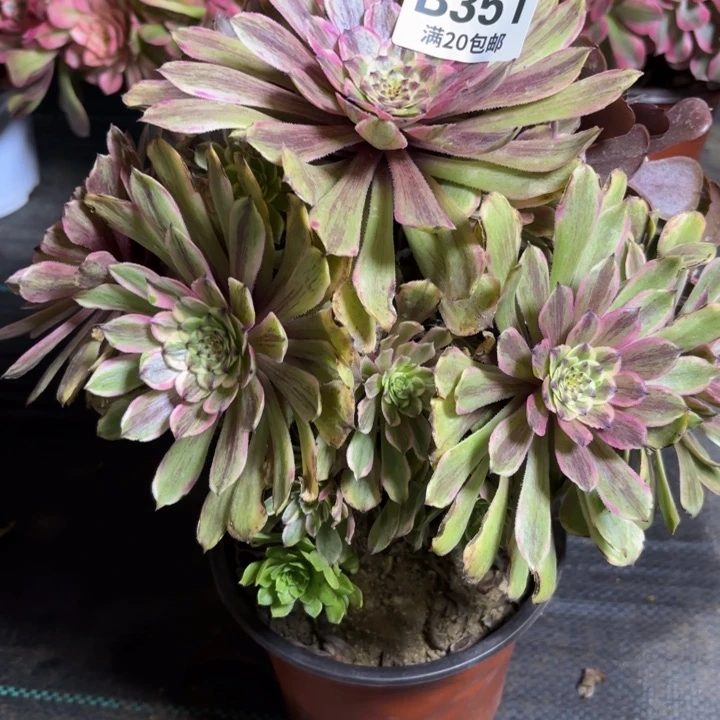 瑞妈一物一拍351