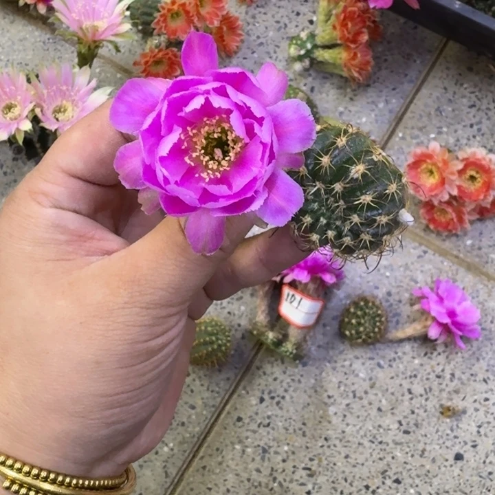 235丽花101歪无根侧牙3公分左右，20包邮