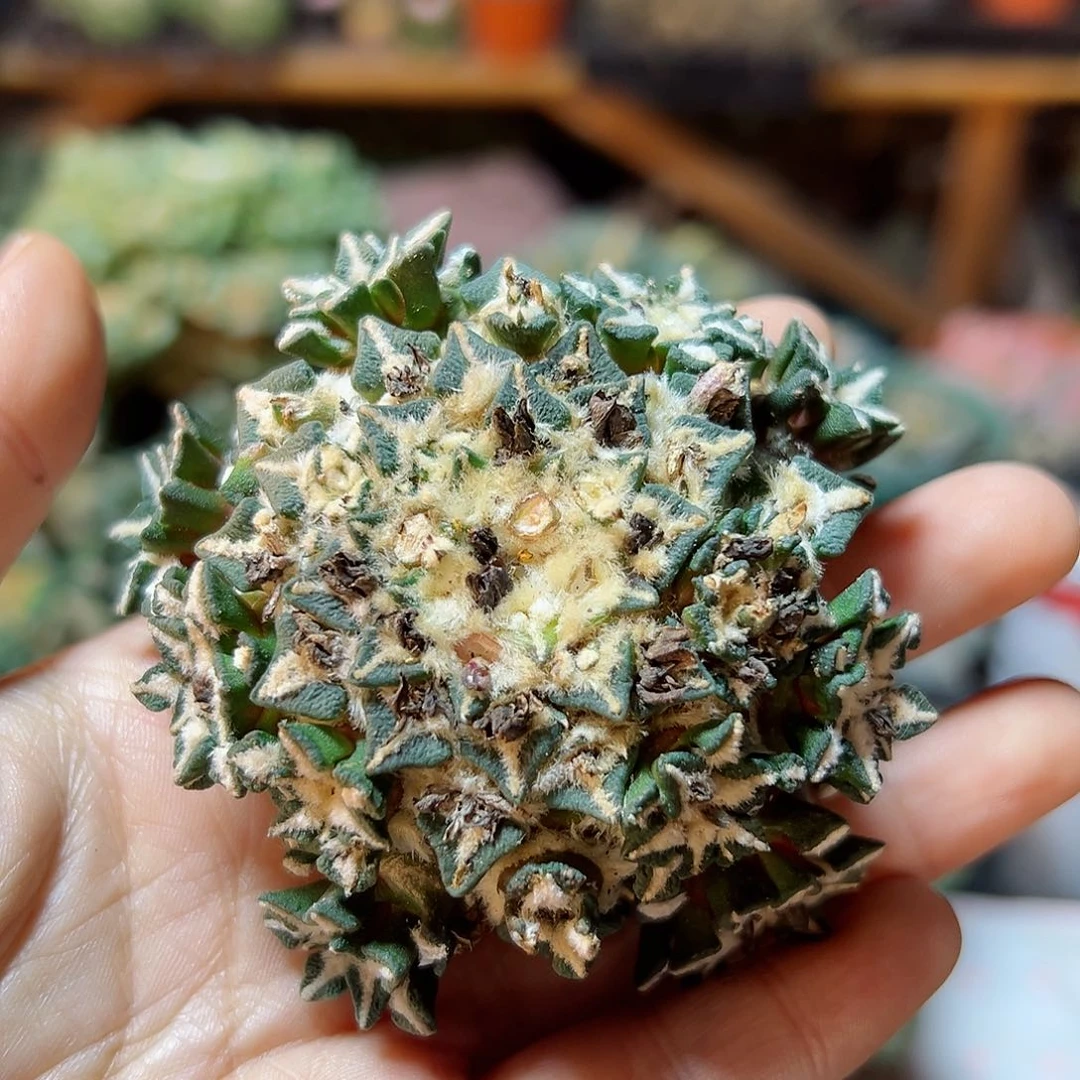 50号苗接黑牡丹群无根7.6公分