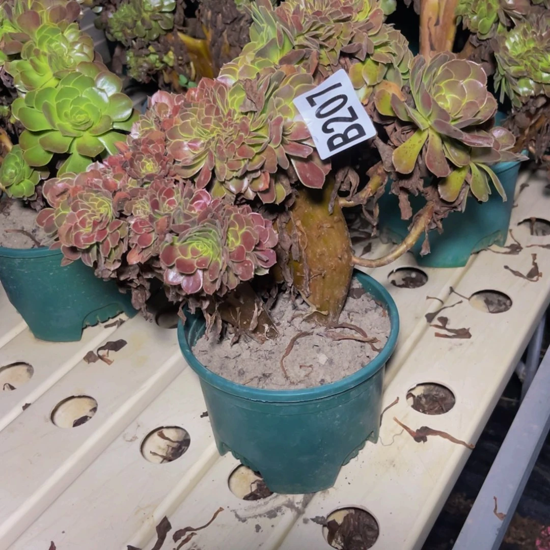 荷兰法师7/////32包邮