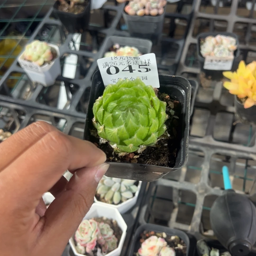 超***娅045号樱水晶一物一拍