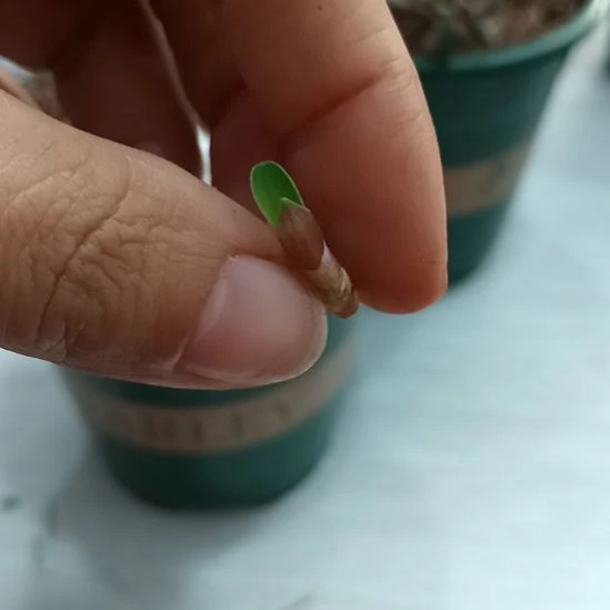 贵***无花朵特色花卉君子兰小苗