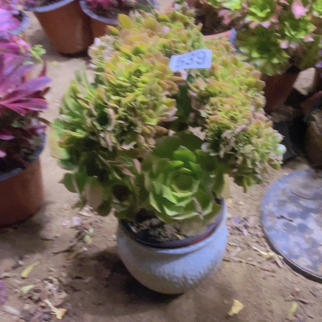 539柠檬邵修缀化老板子