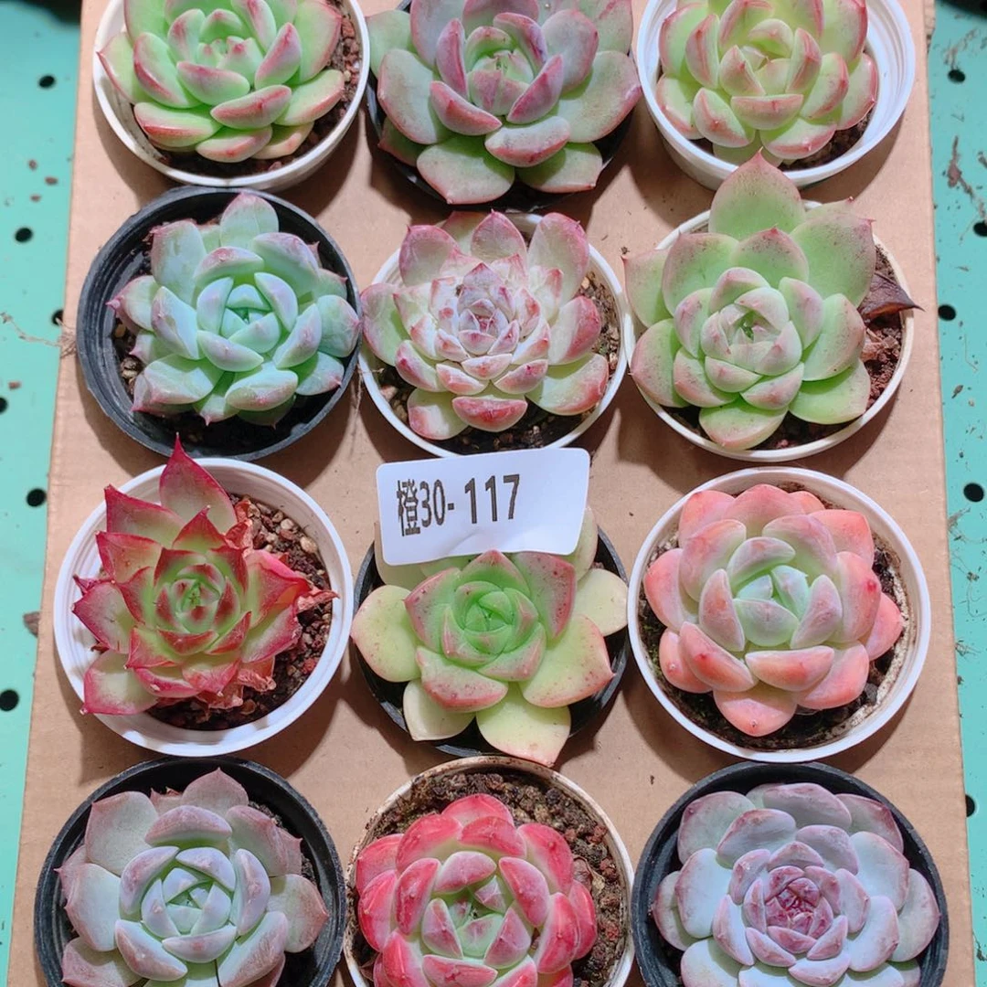 30-117一物一拍多肉带盆18颗