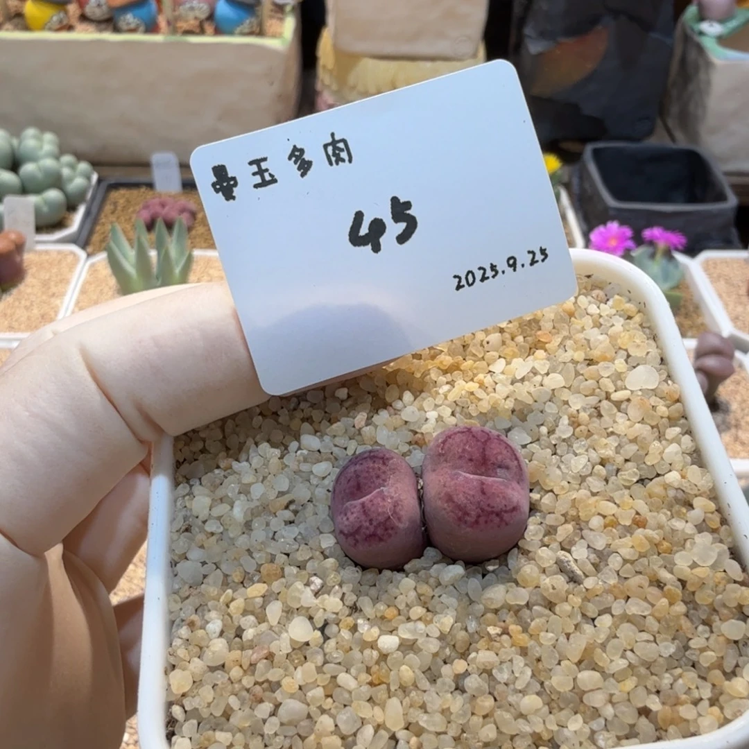 多肉多肉多肉9.25-045杂交