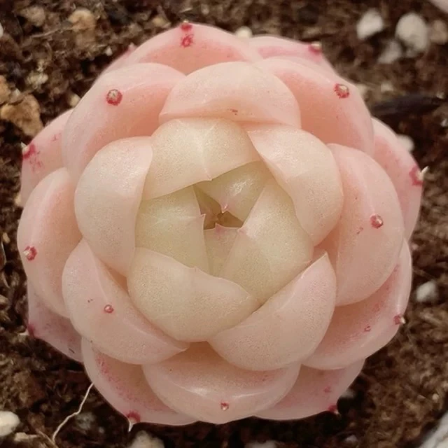 【满9.9包邮】潘多拉3-4cm五颗多肉植物以直播间展示为主