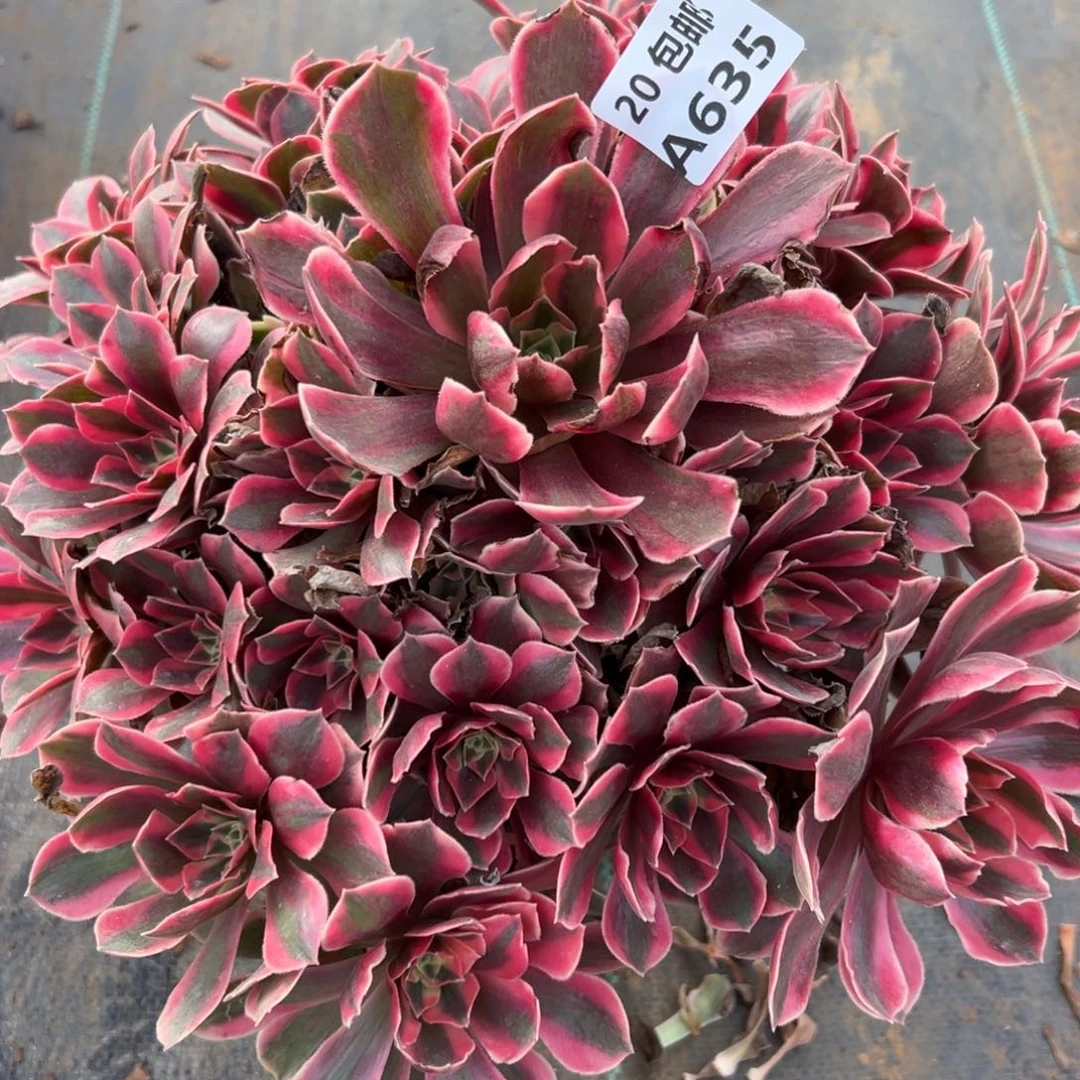 635女妖，多肉法师