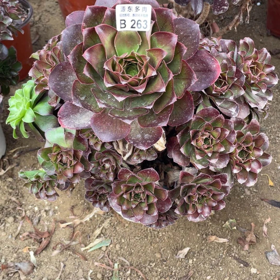 263魅金多肉法师断枝不包