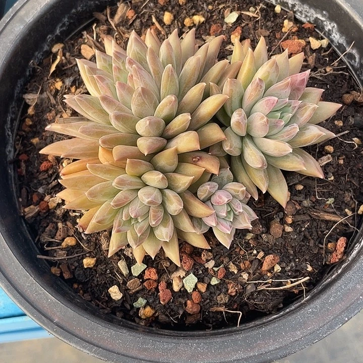 191 精品多肉不带盆土满20包邮发货